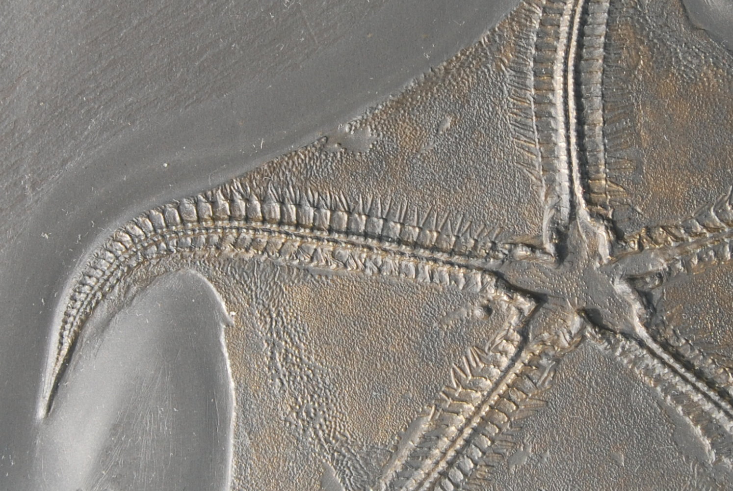 Loriolaster mirablilis_Bundenbach_zoom