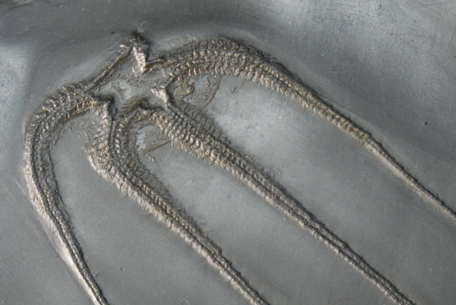 Furcaster decheni_Bundenbach_#2_zoom