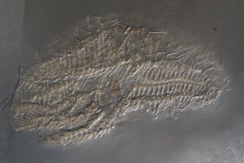 Hystrigaster horridus_Bundenbach