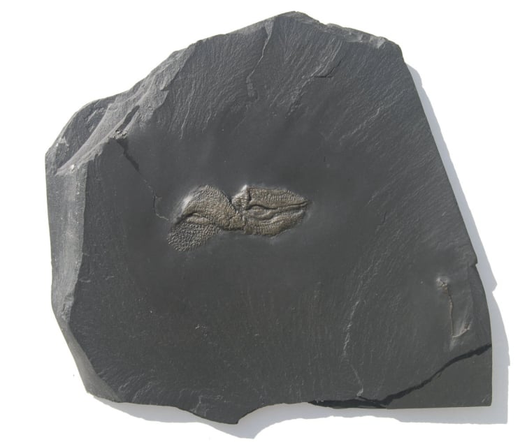 Jaekelaster schlueteri-Bundenbach-Bundenbach