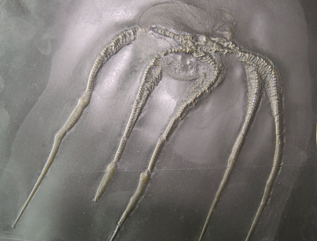 Furcaster decheni_Bundenbach_zoom