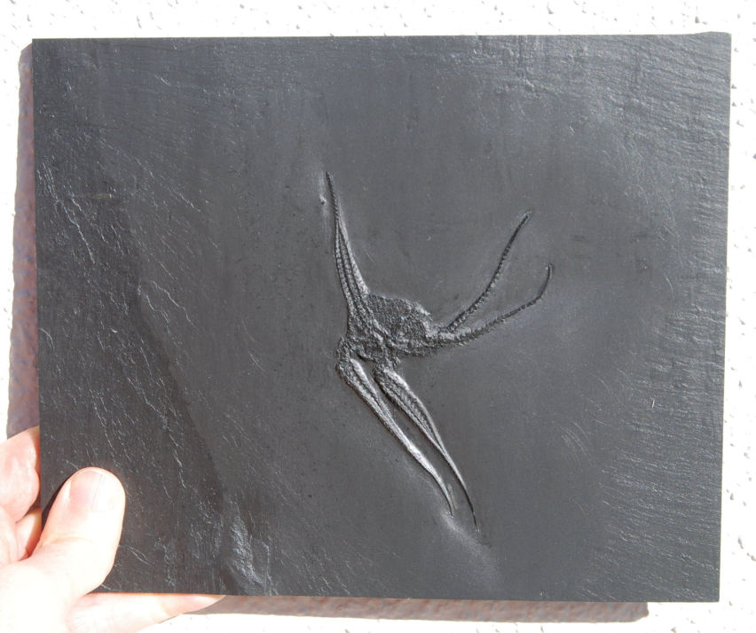 Taeniaster beneckei_Bundenbach