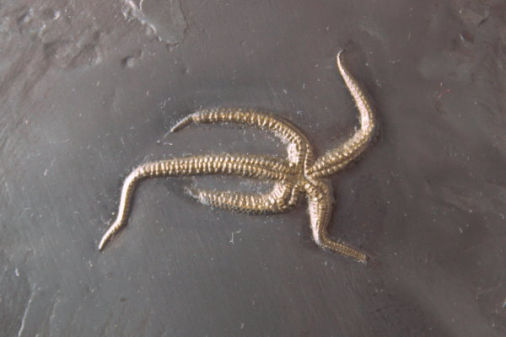 Bundenbach_Fossil_Asterozoa Bundenbach_Fossil_Asterozoa