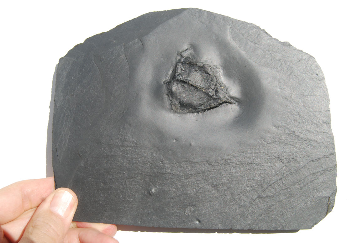 Nahecaris stürtzi_Bundenbach