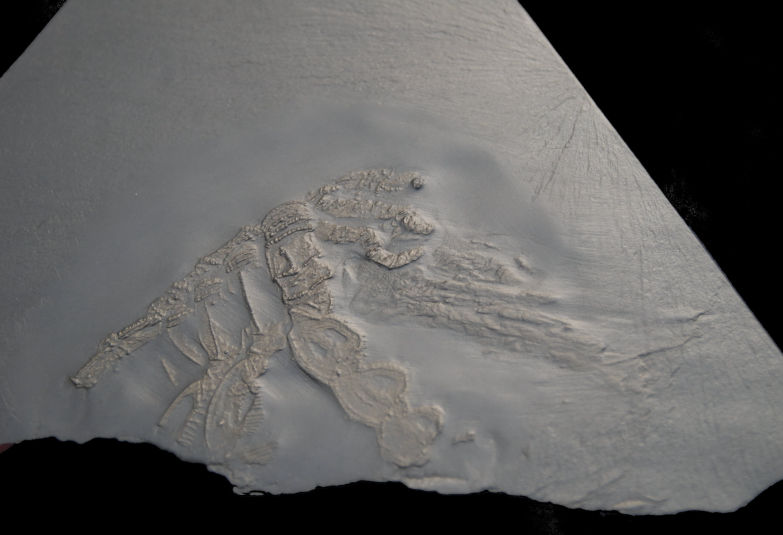 Palaeoisopus problematicus_Bundenbach_zoom