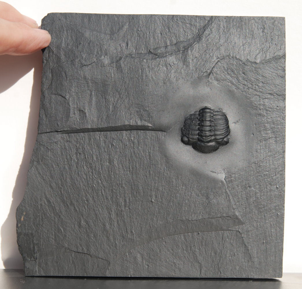 Chotecops ferdinandi_Bundenbach