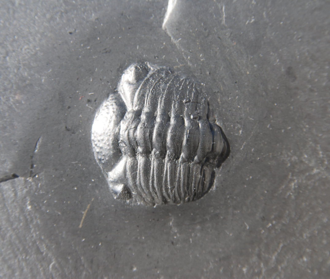 Chotecops ferdinandi_Bundenbach_zoom