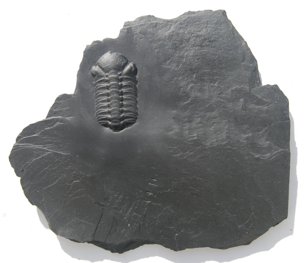 Chotecops ferdinandi_Bundenbach