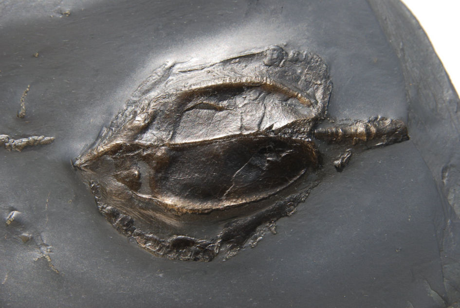 Nahecaris stürtzi_Bundenbach_zoom