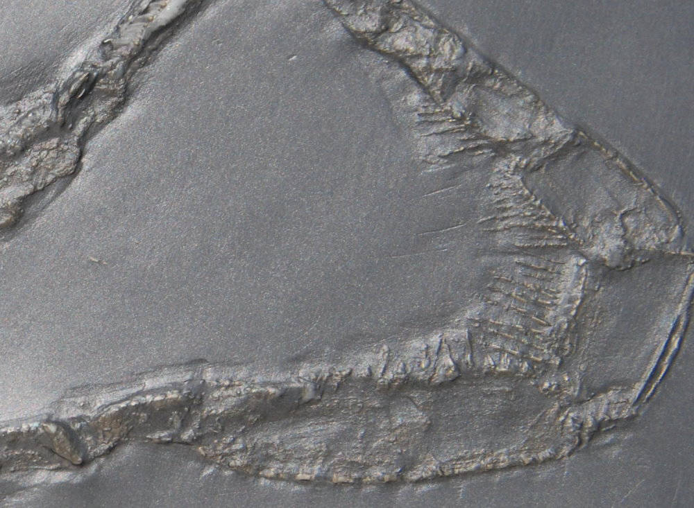 Palaeoisopus problematicus_Bundenbach_4