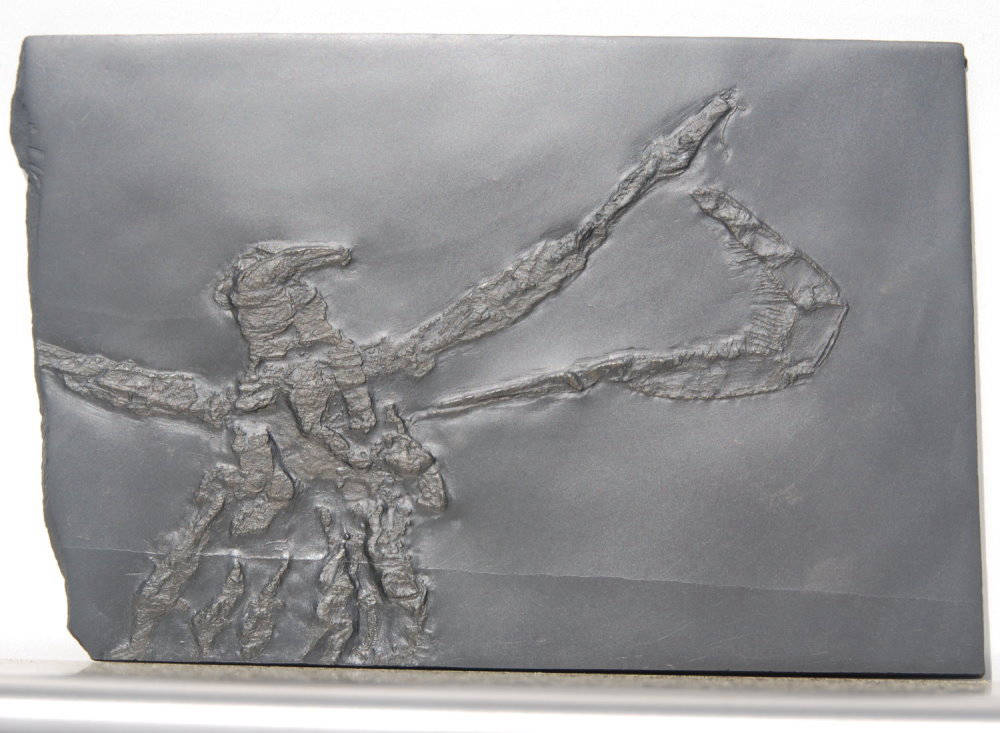 Palaeoisopus problematicus_Bundenbach_1