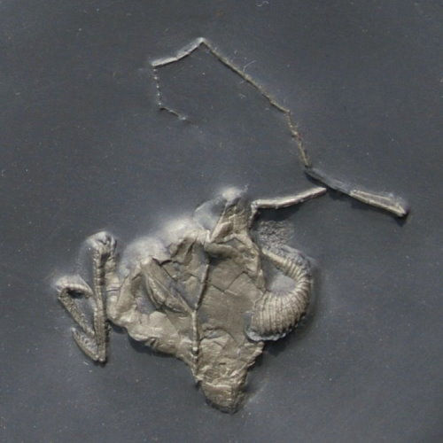 Bundenbach_Cystoids_Regulaecystis pleurocystoides Bundenbach_Cystoids_Regulaecystis pleurocystoides