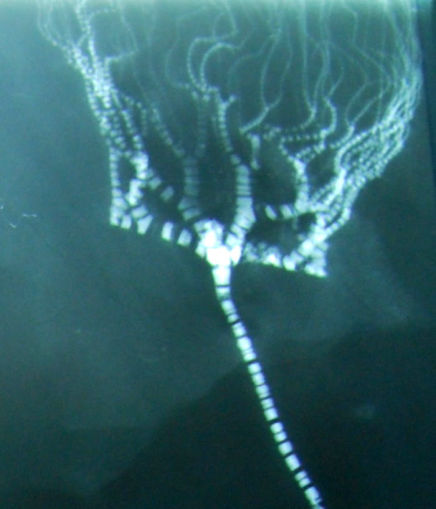 Bundenbach_Fossilis_Taxocrinus_x-ray