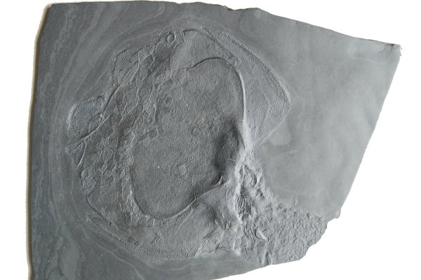 Bundenbach_Fossils_Agnatha