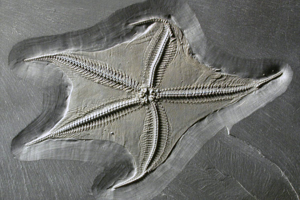 Bundenbach_Fossils_Asterozoa