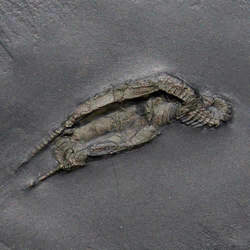 Bundenbach_Homalozoa_Rhenocsystis latipedunculata Bundenbach_Homalozoa_Rhenocsystis latipedunculata