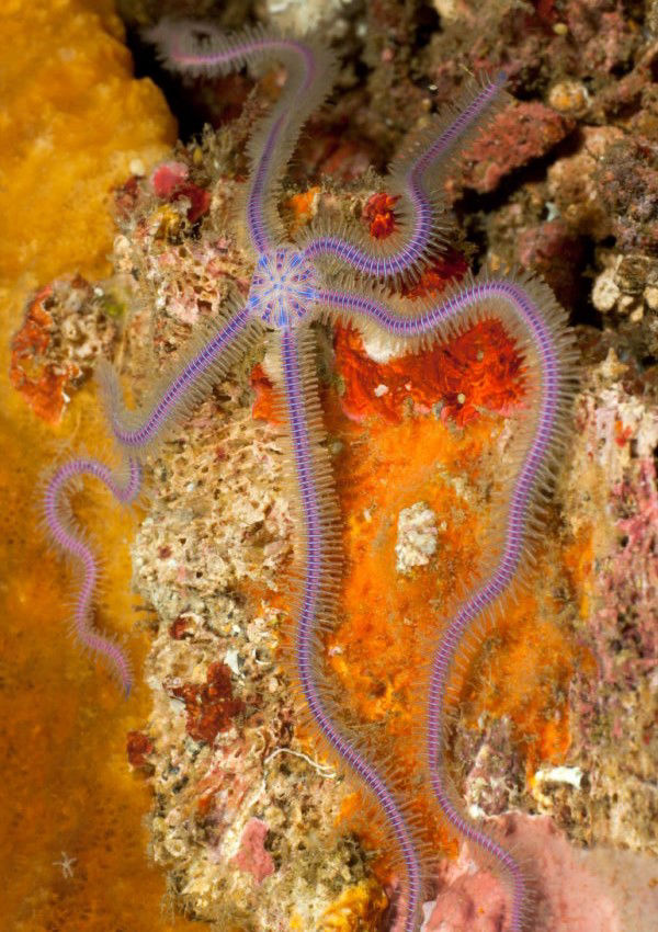 Bundenbach_Ophiodea_Schlangenstern_Macrophiothrix sp.