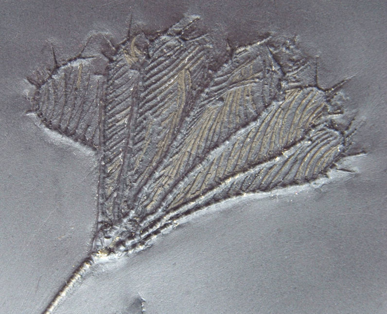 Thallocrinus procerus_Bundenbach_zoom