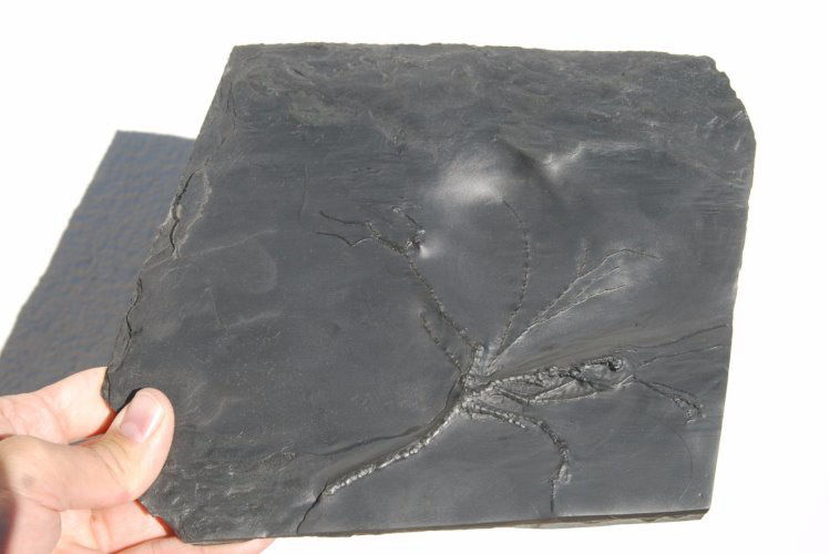 Follicrinus grabei_Bundenbach_