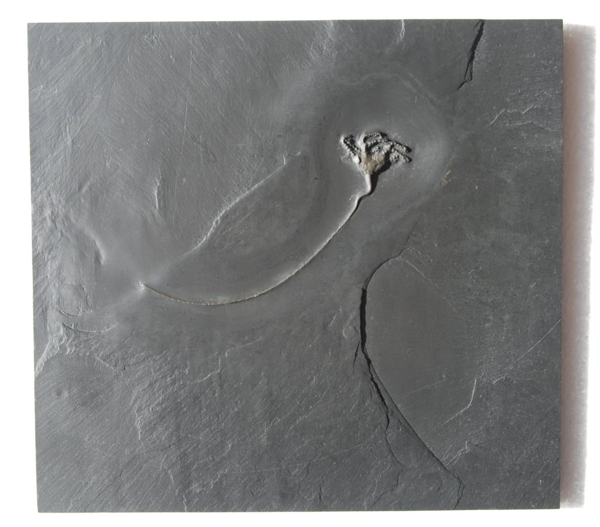 Codiacrinus schultzei_Bundenbach