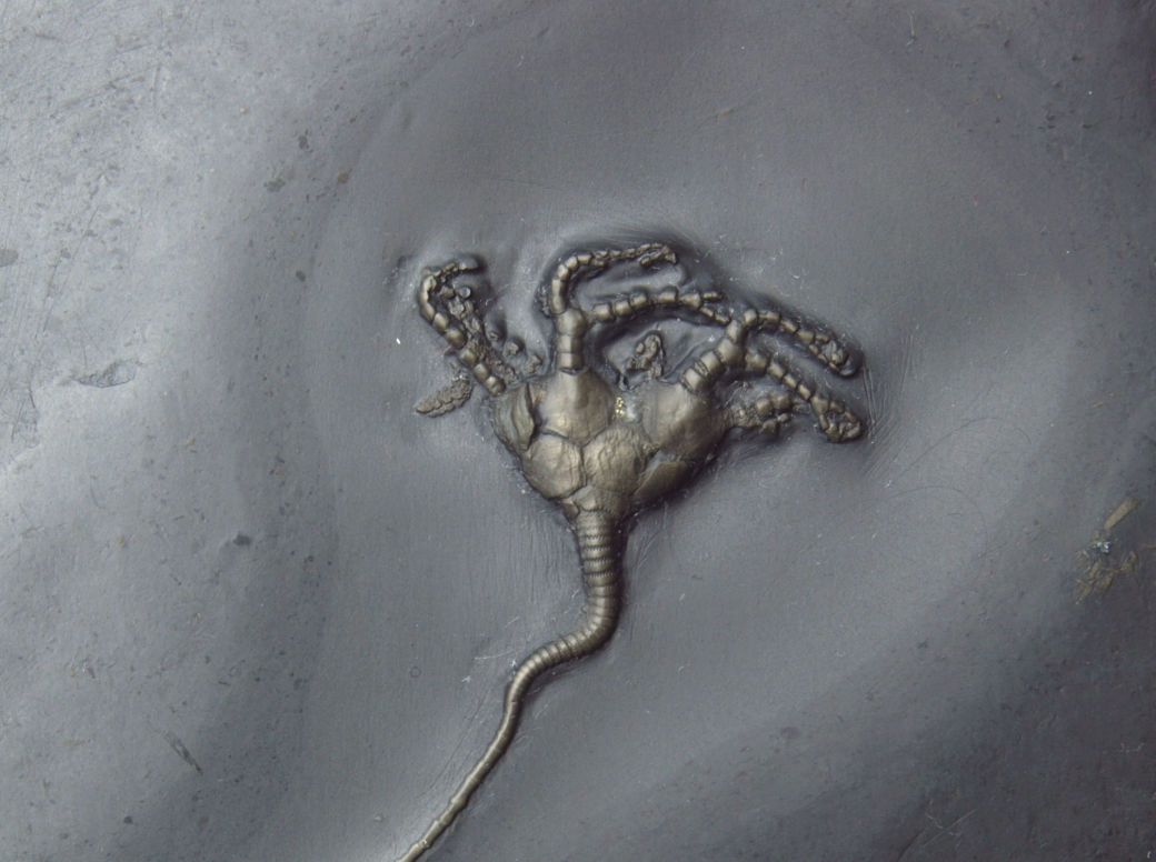 Codiacrinus schultzei_Bundenbach_zoom