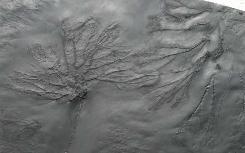 Hapalocrinus frechi , Gastrocrinus giganteus_Bundenbach_zoom