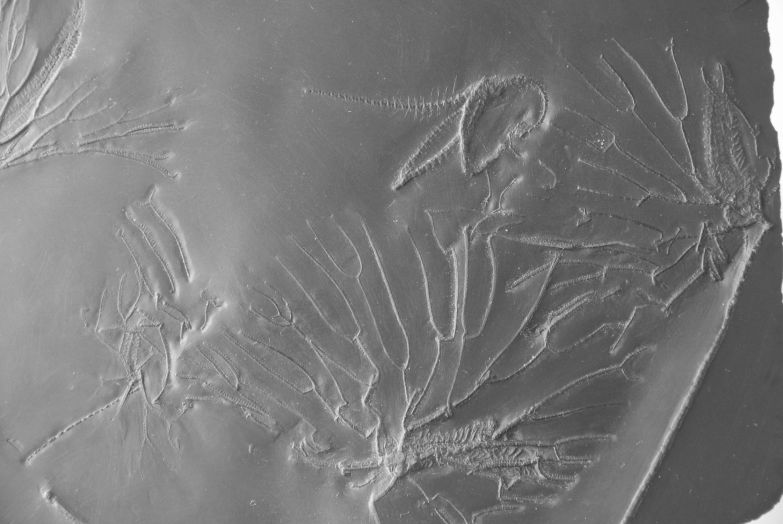 Parisangulocrinus zeaeformis, Eospondylus primigenius_Bundenbach_zoom