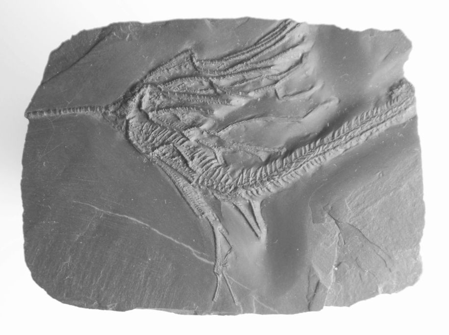 Parisangulocrinus furcaxialis_Bundenbach