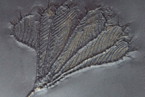 Bundenbach_Fossil_Crinoidea Bundenbach_Fossil_Crinoidea