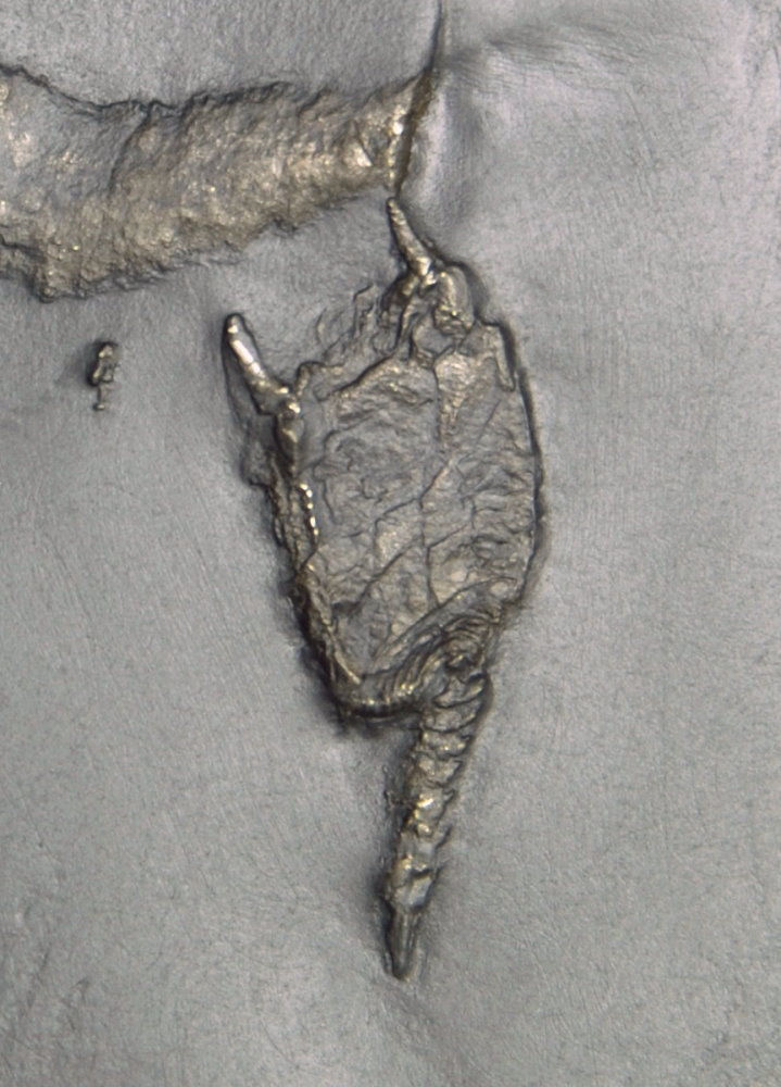 Rhenocsystis latipedunculata_Bundenbach_zoom