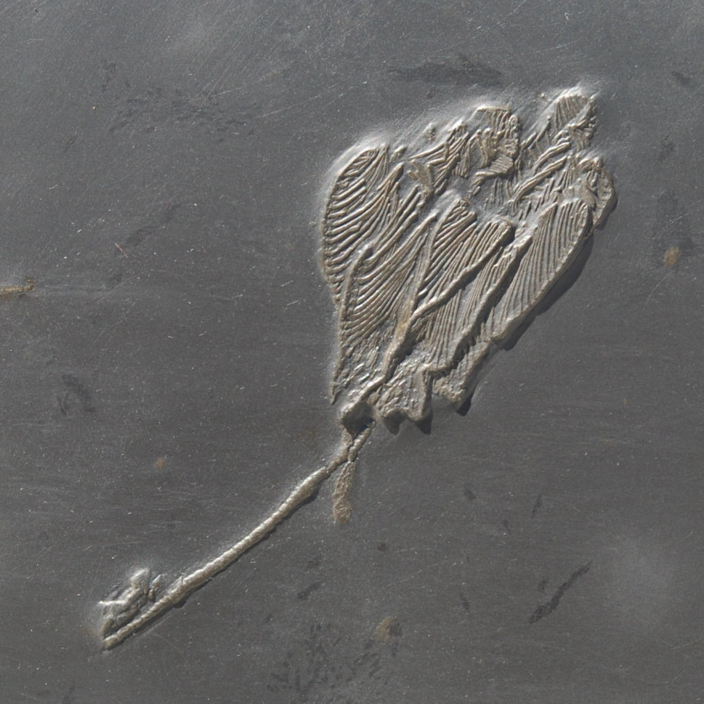 Hapalocrinus elegans_Bundenbach_zoom