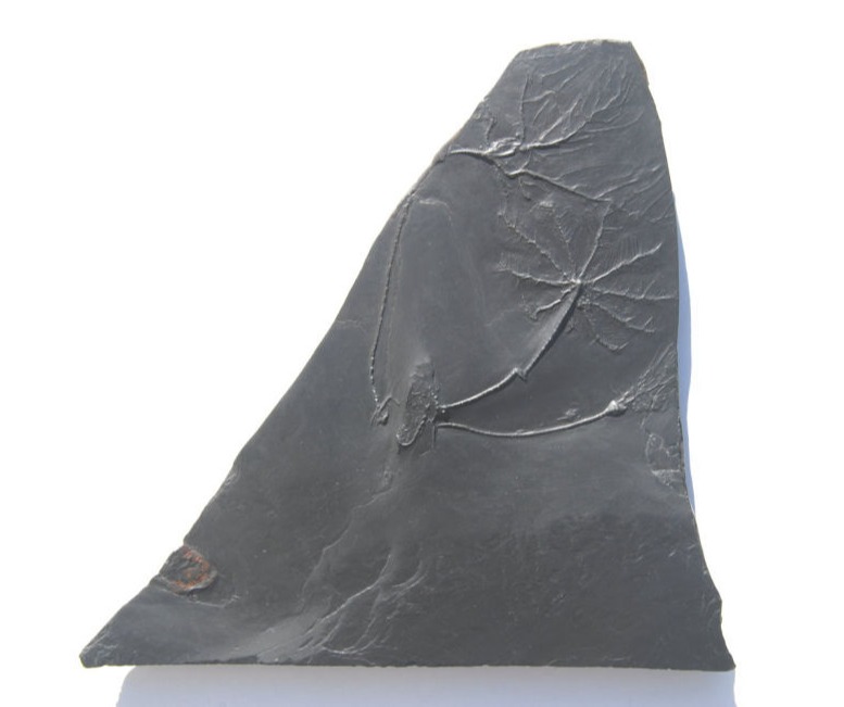 Rhadinocrinus, Hapalocrinus, Bactrocrinites_Bundenbach