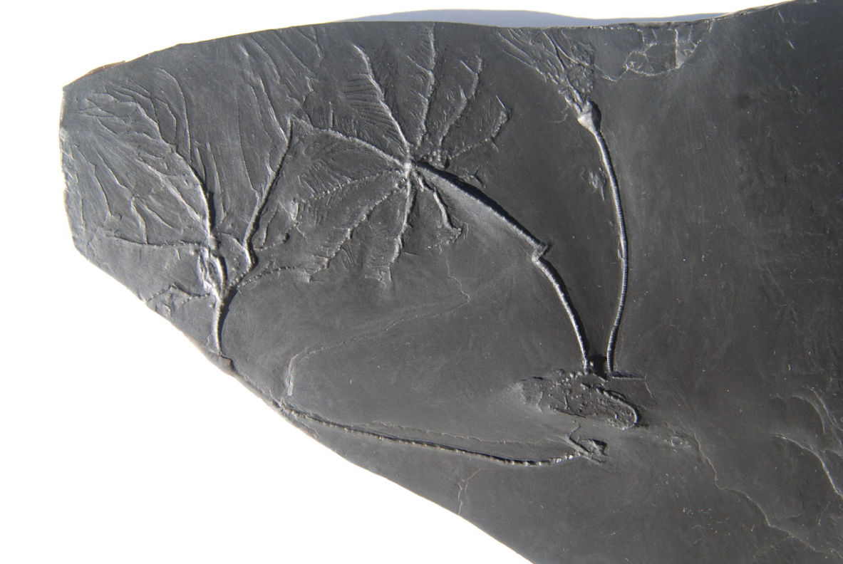 Rhadinocrinus, Hapalocrinus, Bactrocrinites_Bundenbach_Detail