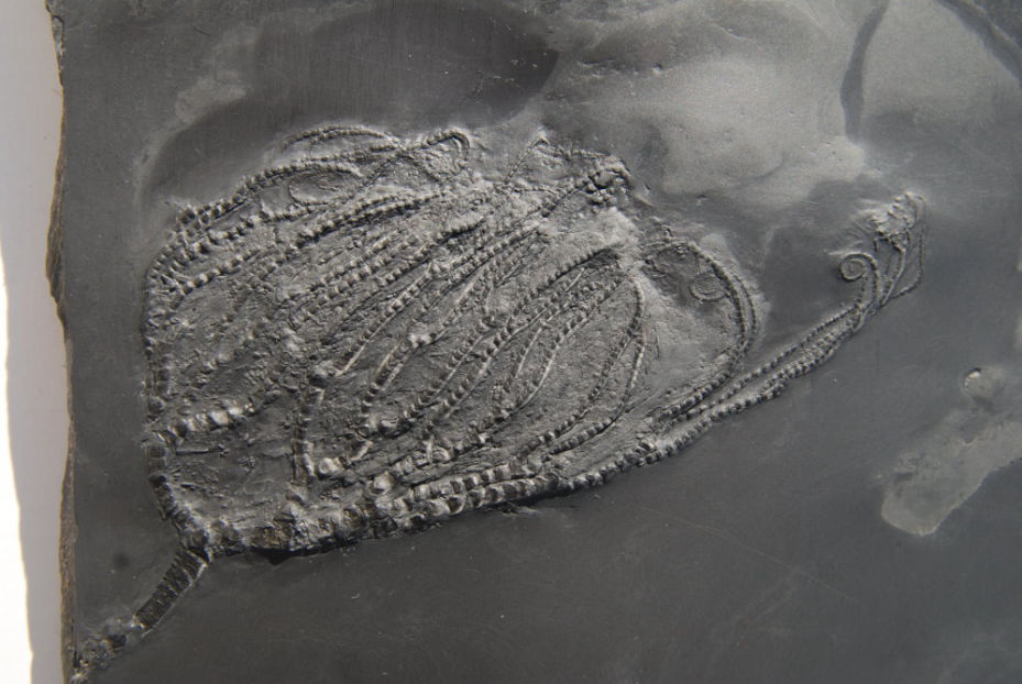 Taxocrinus stuertzii_Bundenbach_zoom