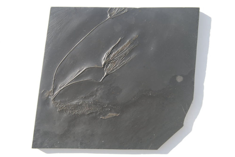 Bactrocrinites jaekeli_Bundenbach