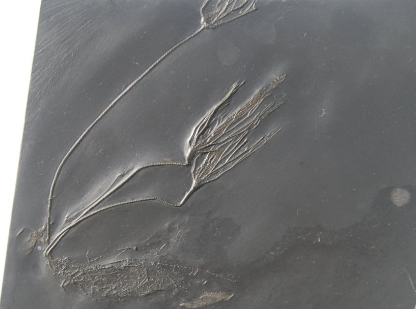 Bactrocrinites jaekeli_Bundenbach_Detail