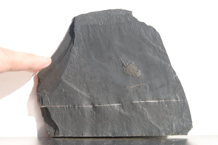 Anatifopsis styloidea_Bundenbach