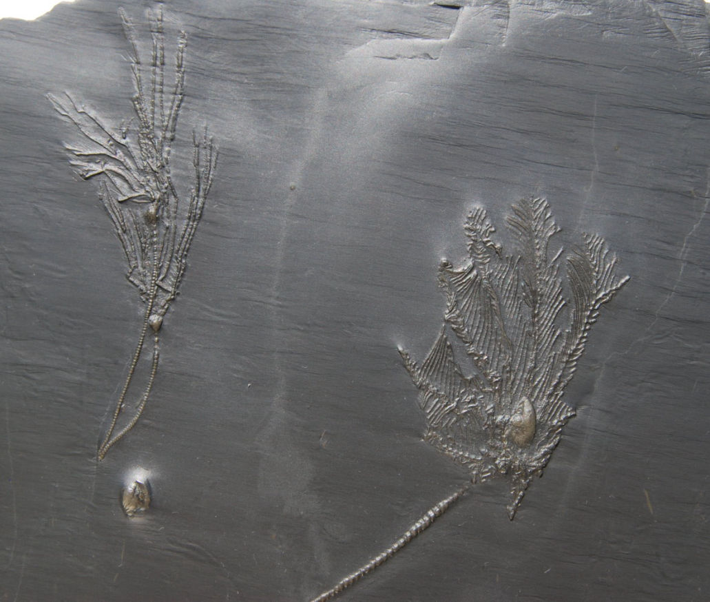 Hapalocrinis frechi, Platyceras, Bactrocrinites jaekeli; Bundenbach_zoom