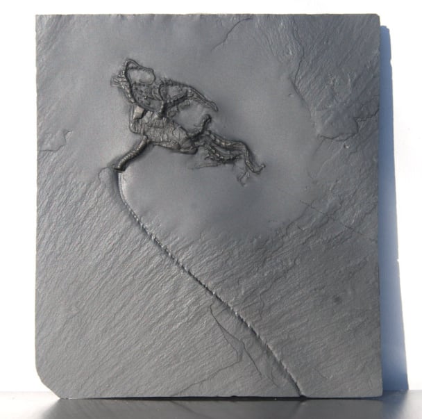 Codiacrinus schultzei; Bundenbach