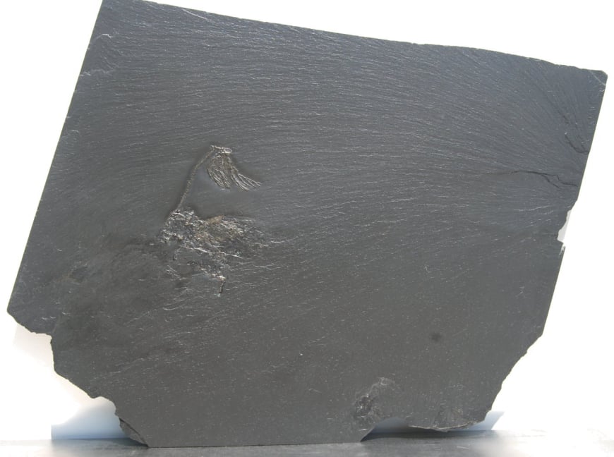 Bactrocrinites jaekeli_Bundenbach