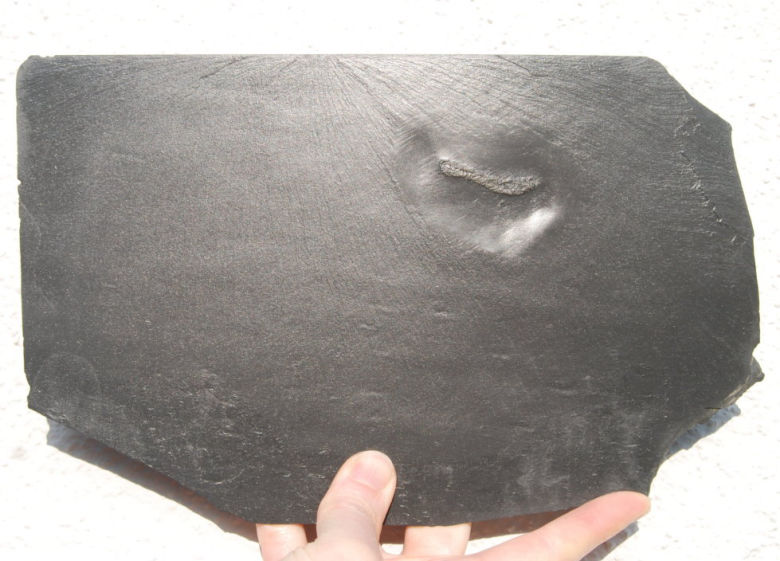 Tentaculites_Bundenbach