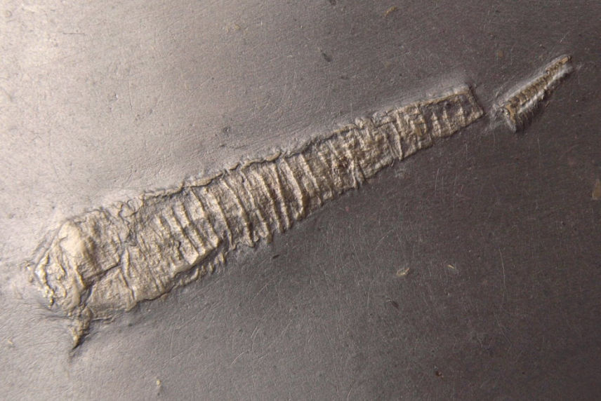 n.sp._Bundenbach_zoom