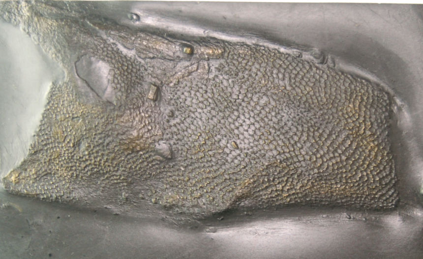 Favosites,  Nautiloid_Bundenbach_zoom