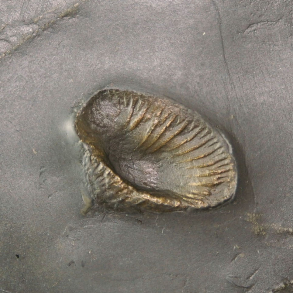 Zaphrentis_Bundenbach_zoom