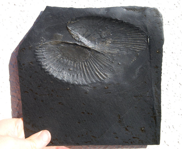 Praecardium_Bundenbach