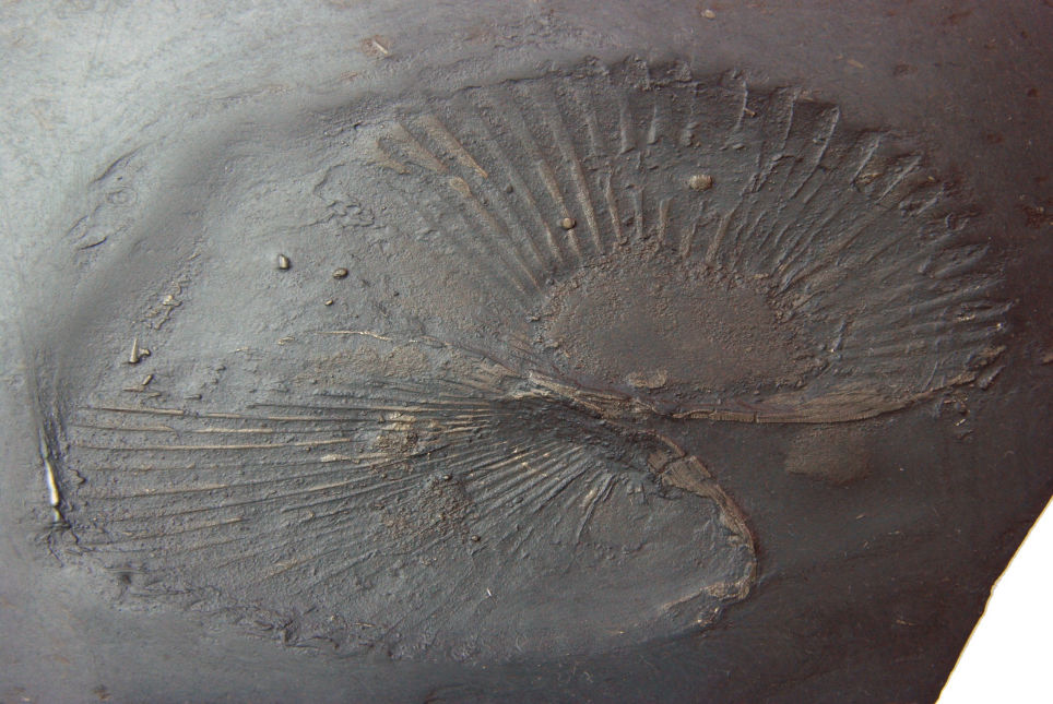 Praecardium_Bundenbach_zoom