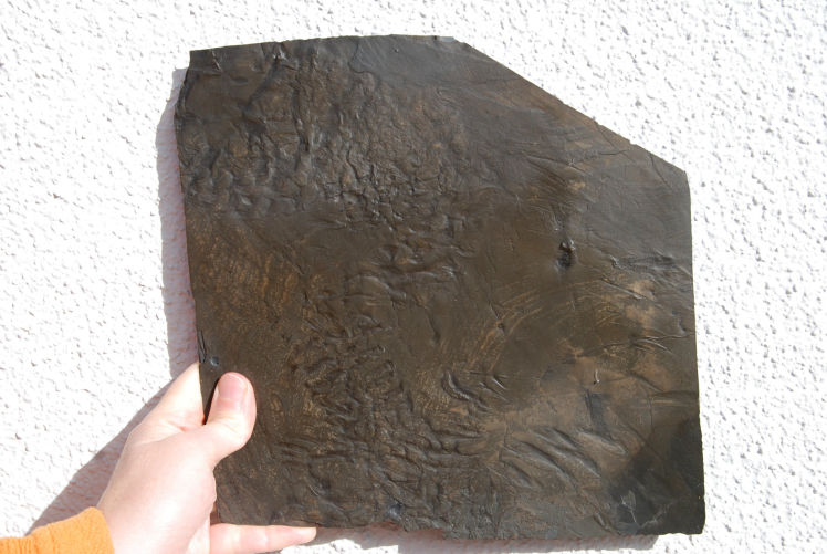 Merostomichnites_Bundenbach