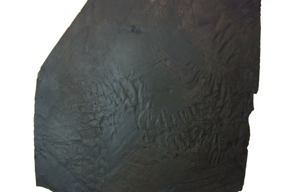 Merostomichnites_Bundenbach_zoom