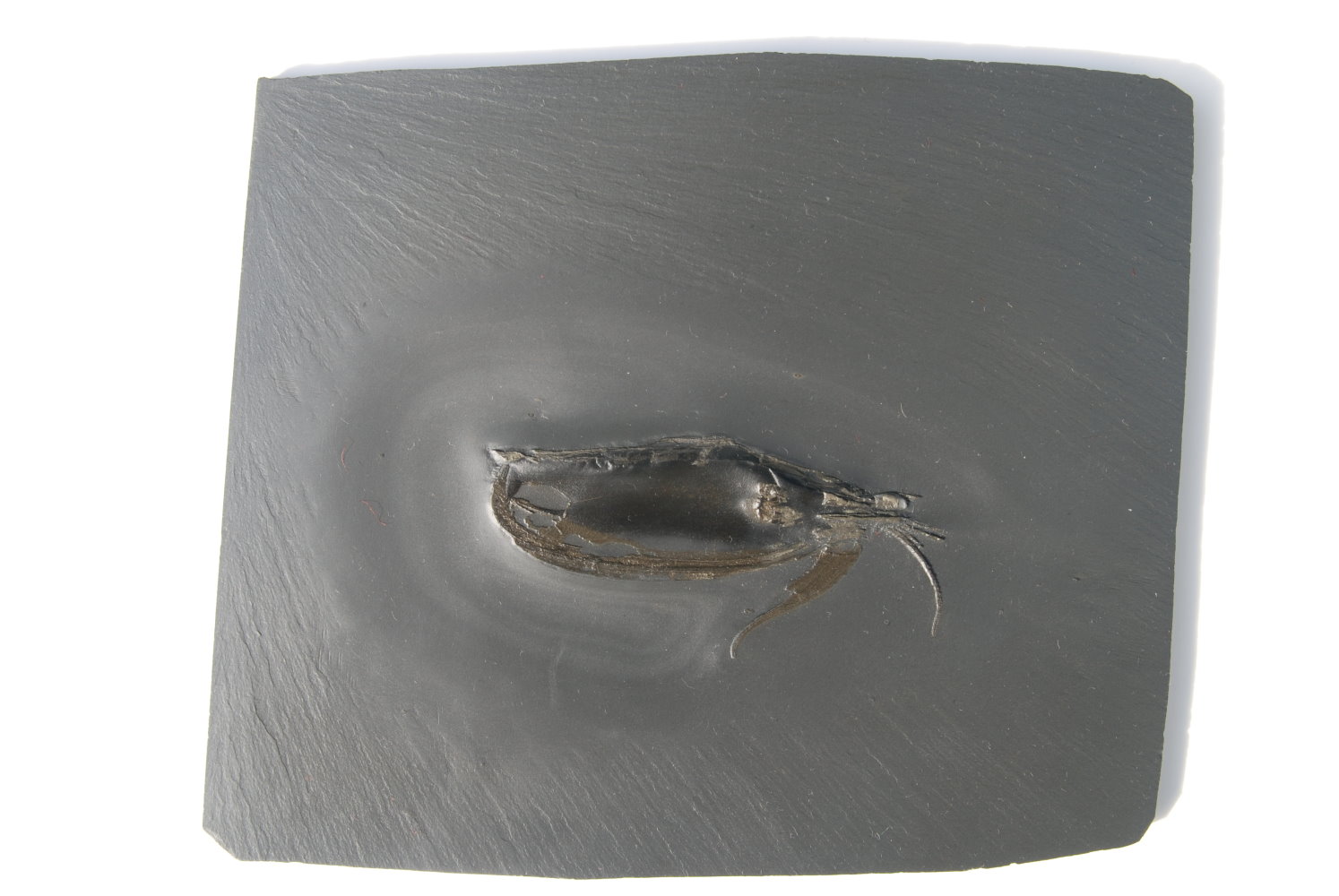 Nahecaris stuertzi (XL); 20.5x17.5 cm (matrix); 11 cm (fossil); Bundenbach