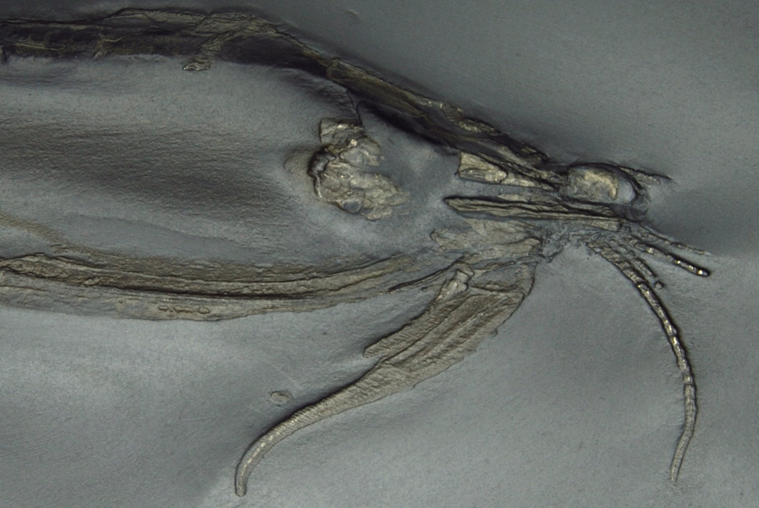 Nahecaris stuertzi (XL); 20.5x17.5 cm (matrix); 11 cm (fossil); Bundenbach_zoom